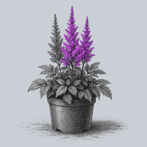 Little Vision in Purple Astilbe