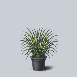 Little Zebra Maiden Grass