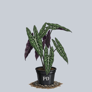 Longiloba Alocasia