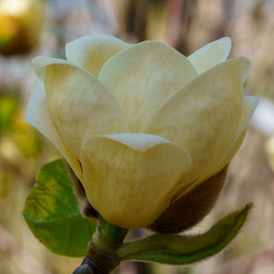 Lois Magnolia - Magnolia - Flowering Trees