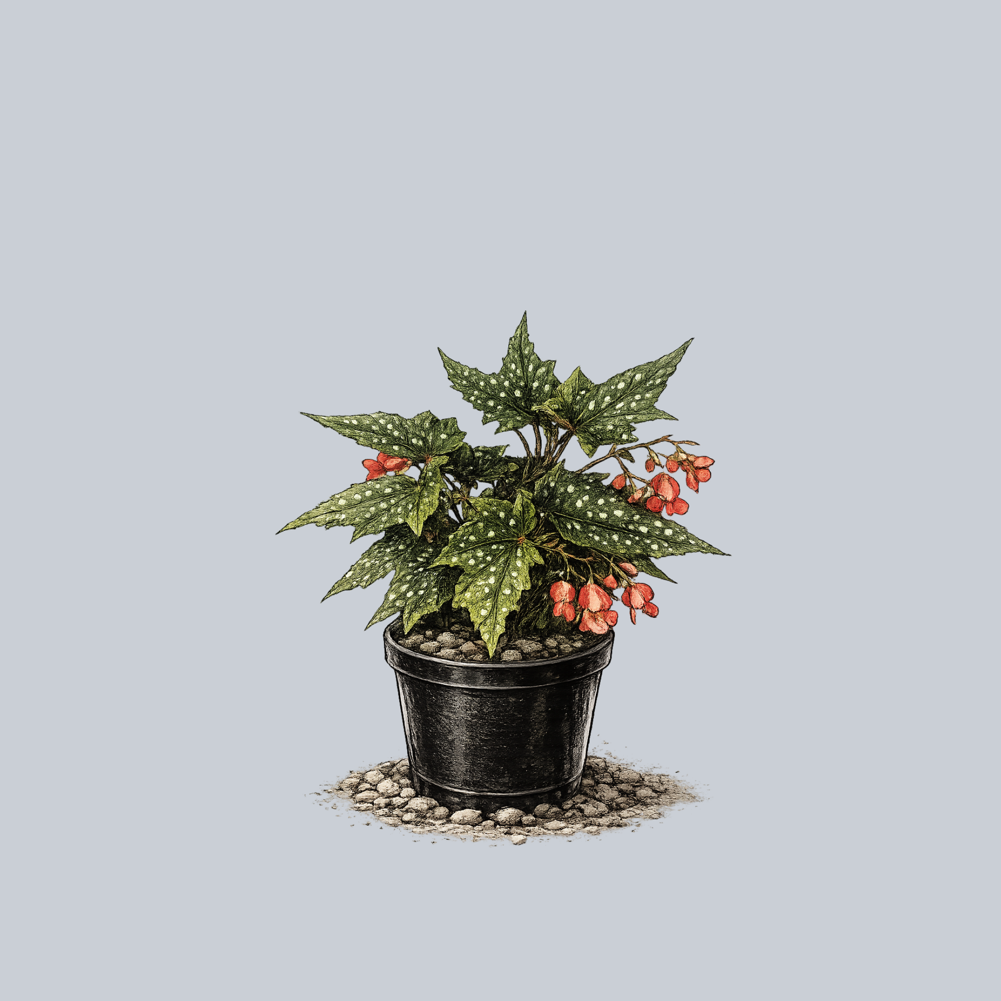 Lois Burke Begonia – Plant Detectives