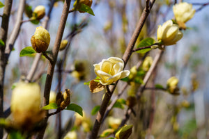 Lois Magnolia - Magnolia - Flowering Trees