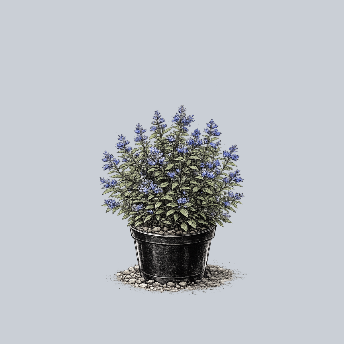 Longwood Blue Bluebeard – Plant Detectives
