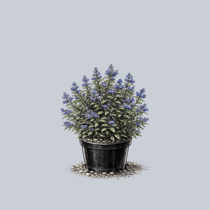 Longwood Blue Bluebeard