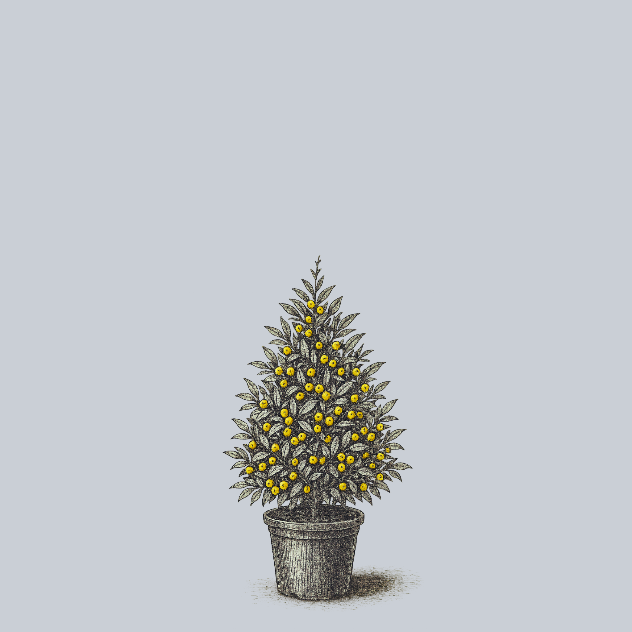 Longwood Gold Holly – Plant Detectives