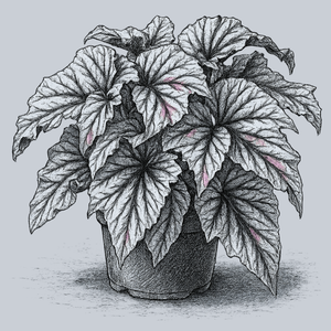 Looking Glass Begonia