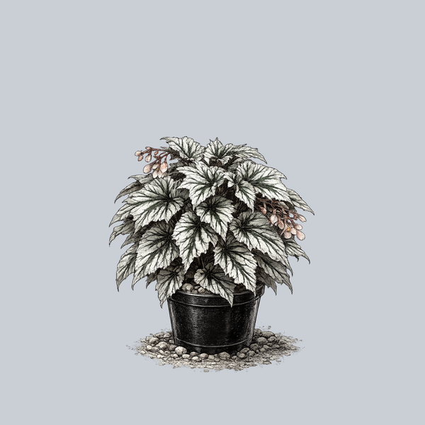 Looking Glass Begonia