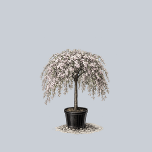 Louisa Crabapple
