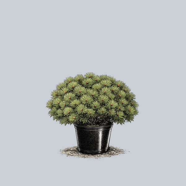 Low Glow Japanese Red Pine