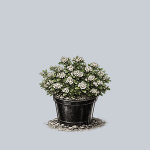 Low Scape Mound Black Chokeberry