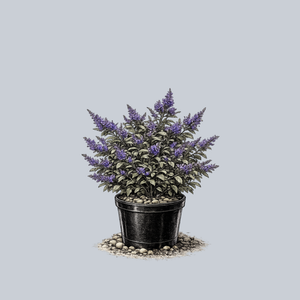 Blue Chip Butterfly Bush