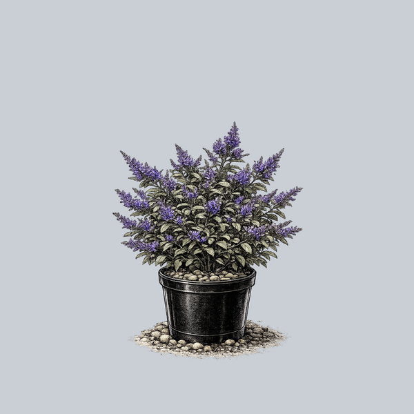 Blue Chip Butterfly Bush