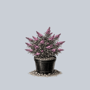 Pink Micro Chip Butterfly Bush