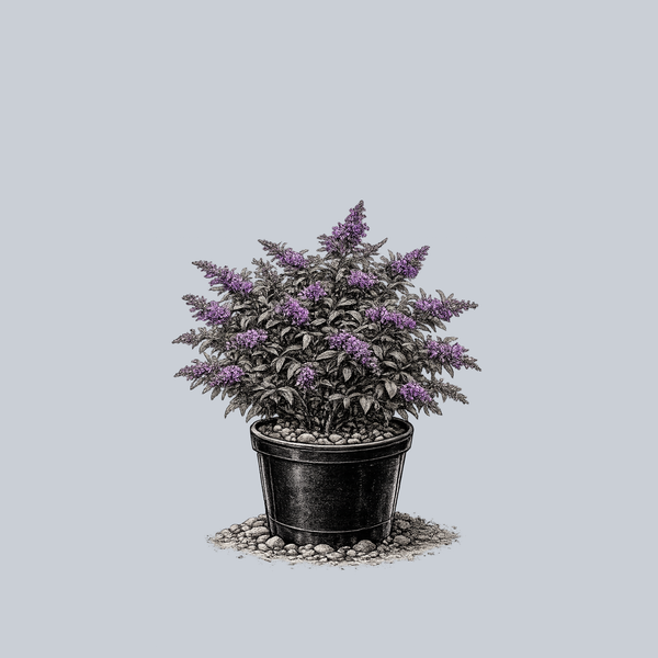 Purple Haze Butterfly Bush