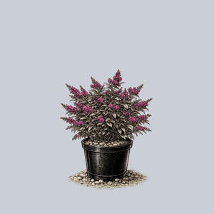 Ruby Chip Butterfly Bush
