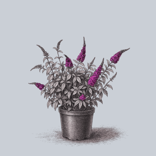 Lo & Behold Ruby Chip Butterfly Bush