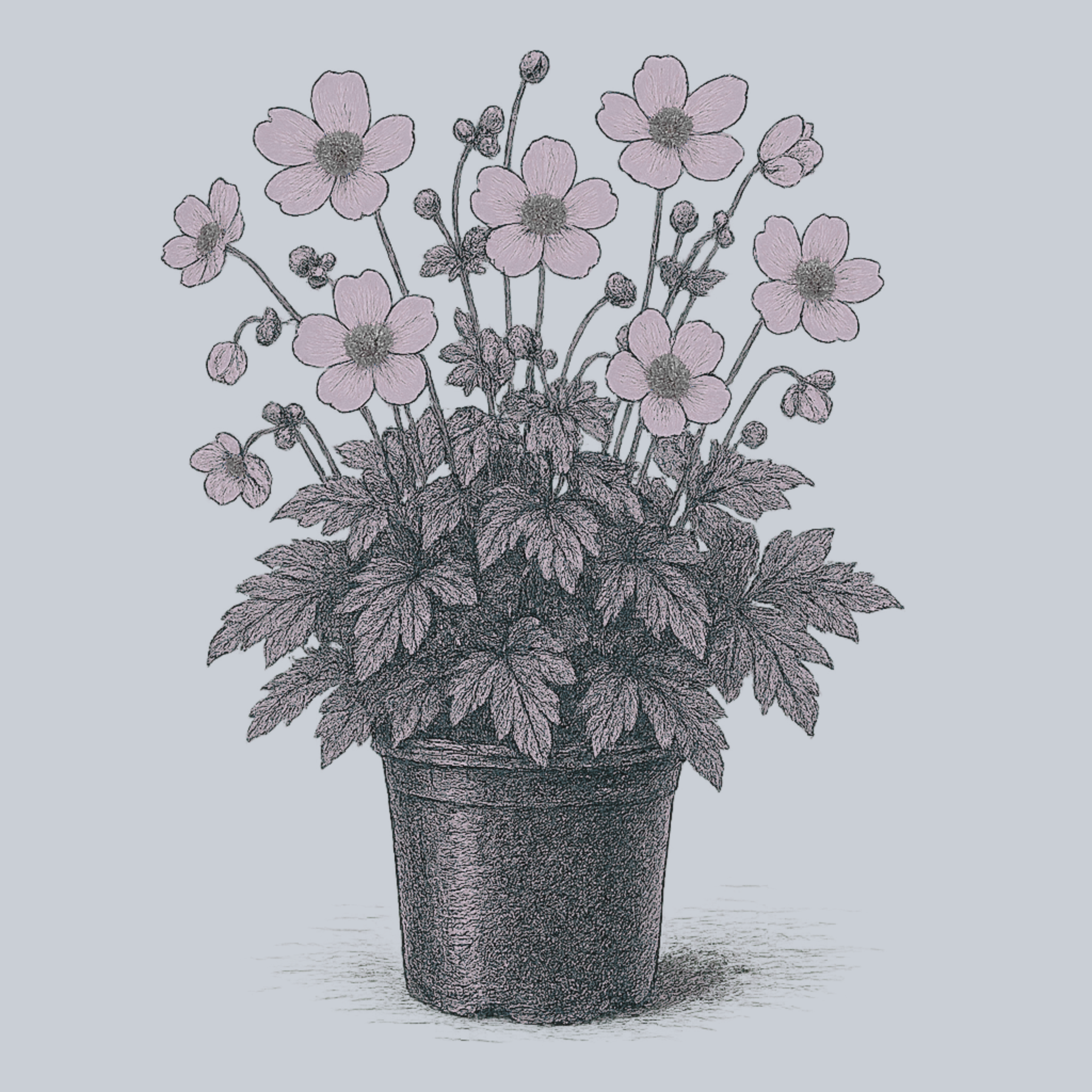 Lucky Charm Anemone – Plant Detectives