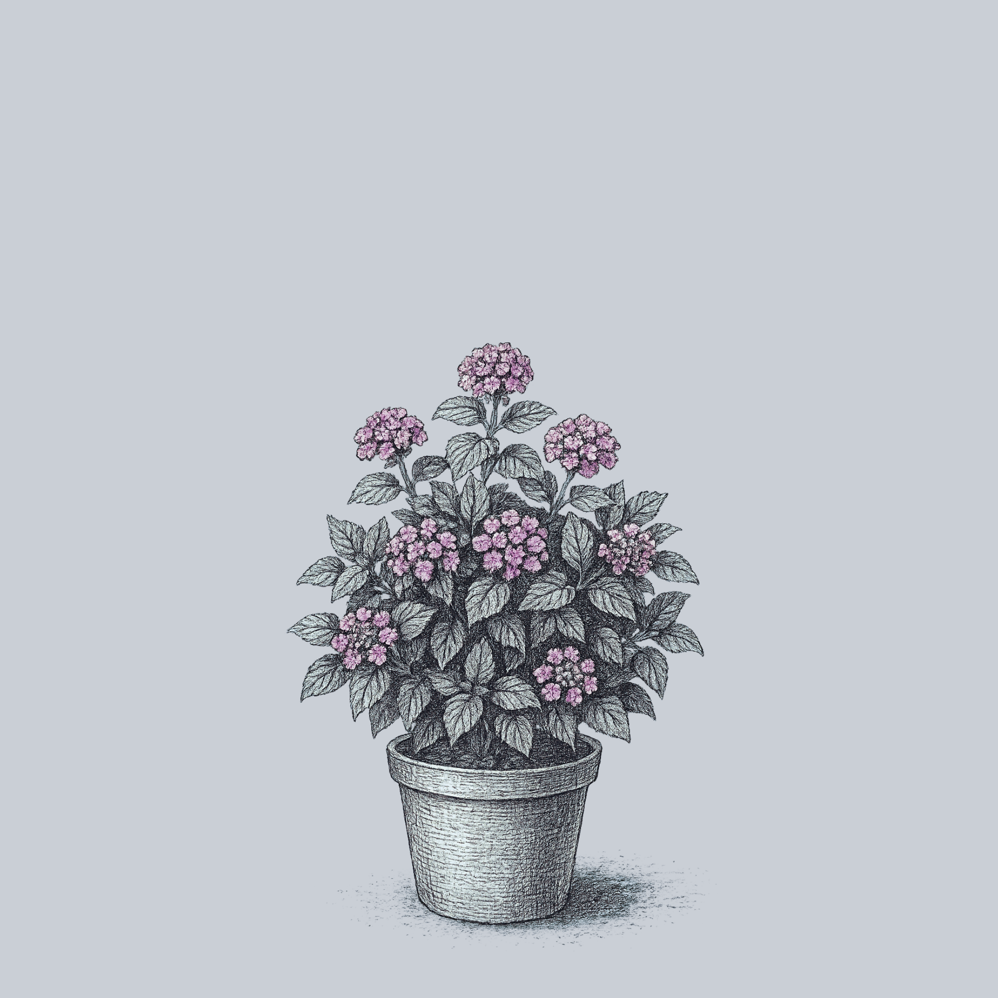 lucky lavender plant Lucky Lavender Lantana – Plant Detectives