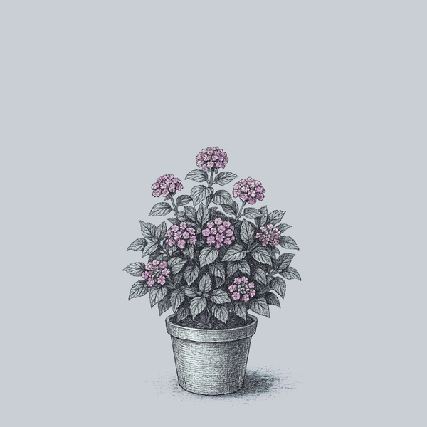 Lucky Lavender Lantana