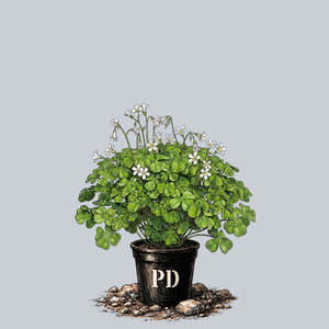 Lucky Shamrock