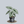 Load image into Gallery viewer, Lukiwan Alocasia
