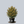 Load image into Gallery viewer, Lutea Compacta Hinoki Cypress
