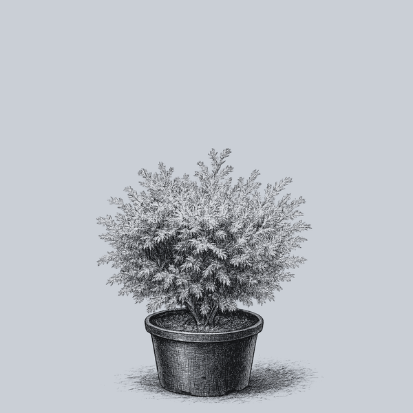 Lynn's Golden Hinoki Cypress