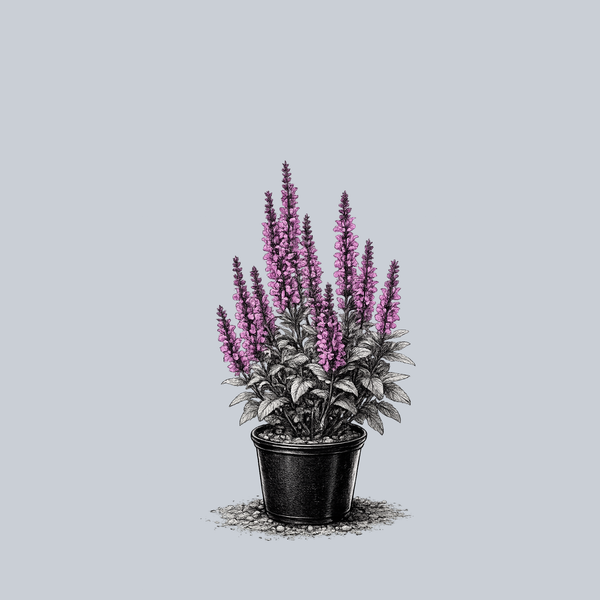 Lyrical Rose Meadow Sage