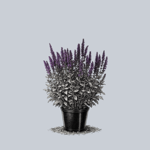 Lyrical Blues Meadow Sage