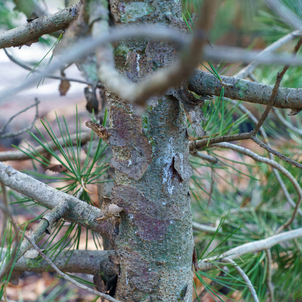 Lacebark Pine