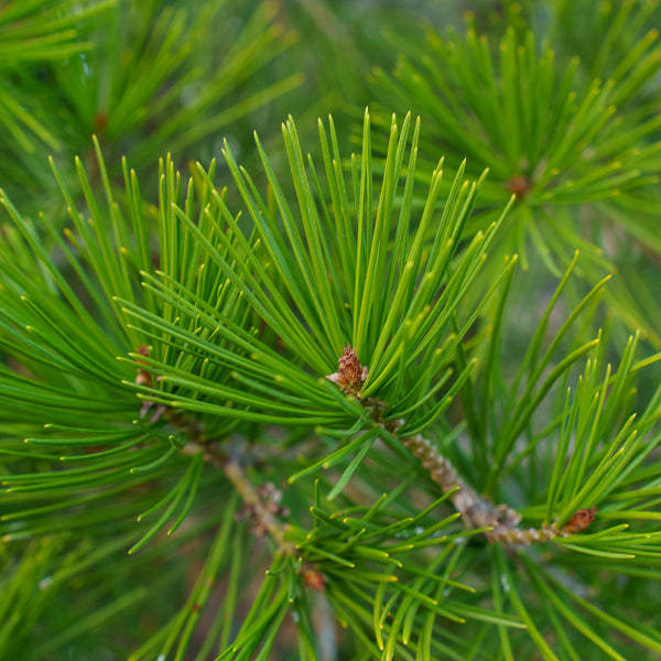 Lacebark Pine