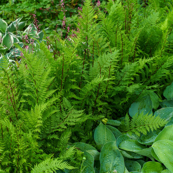 Lady Fern