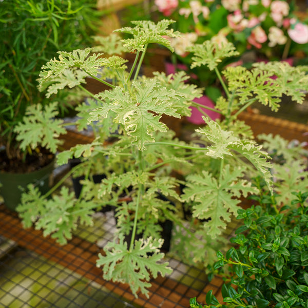 house plants plymouth Lady Plymouth Geranium – Plant Detectives
