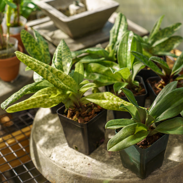 slipper plant indoors Slipper Orchid – Plant Detectives