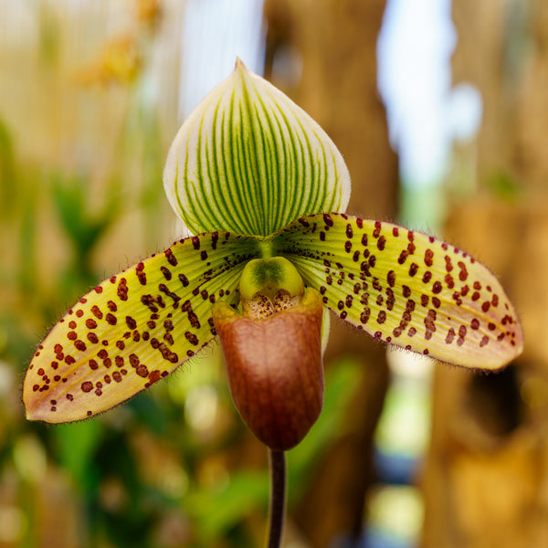 Lady Slipper Orchid