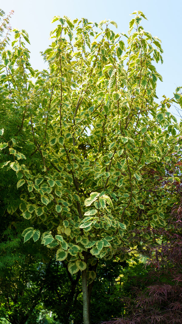 Lady Sunshine Dove Tree