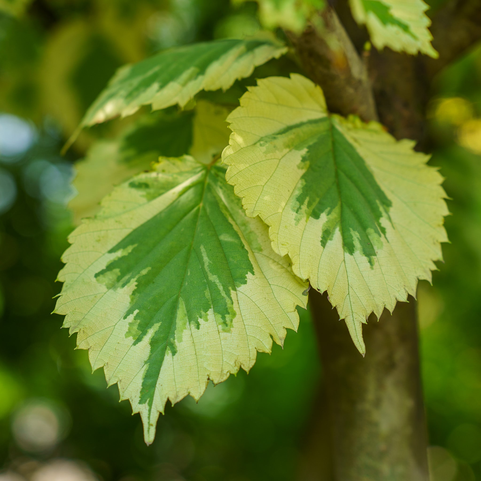 16　Sunshine leaves LadySunshineDoveTree_4.jpg?v=