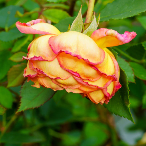 Lady of Shalott Climbing Rose