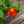 Load image into Gallery viewer, Lantana
