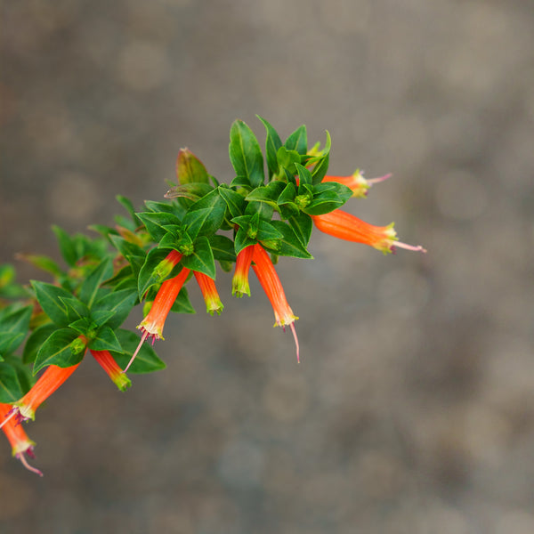 Firecracker Plant