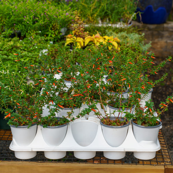 Firecracker Plant