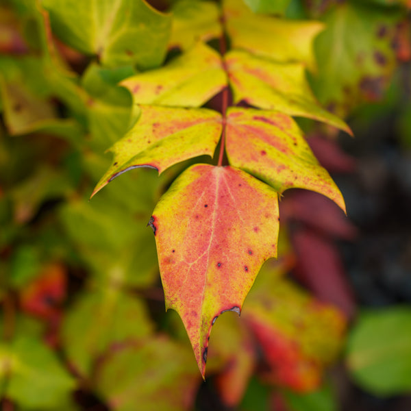 Leatherleaf Mahonia