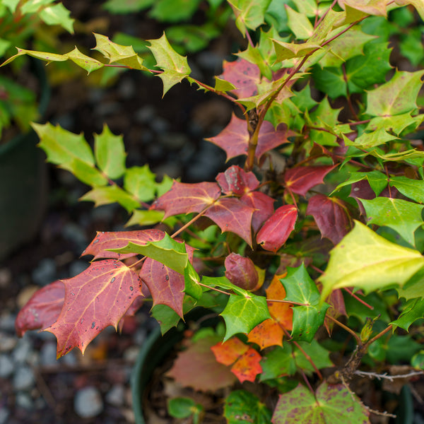 Leatherleaf Mahonia