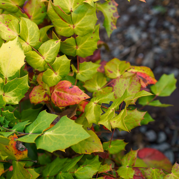 Leatherleaf Mahonia