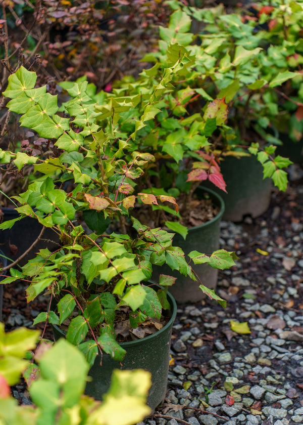 Leatherleaf Mahonia