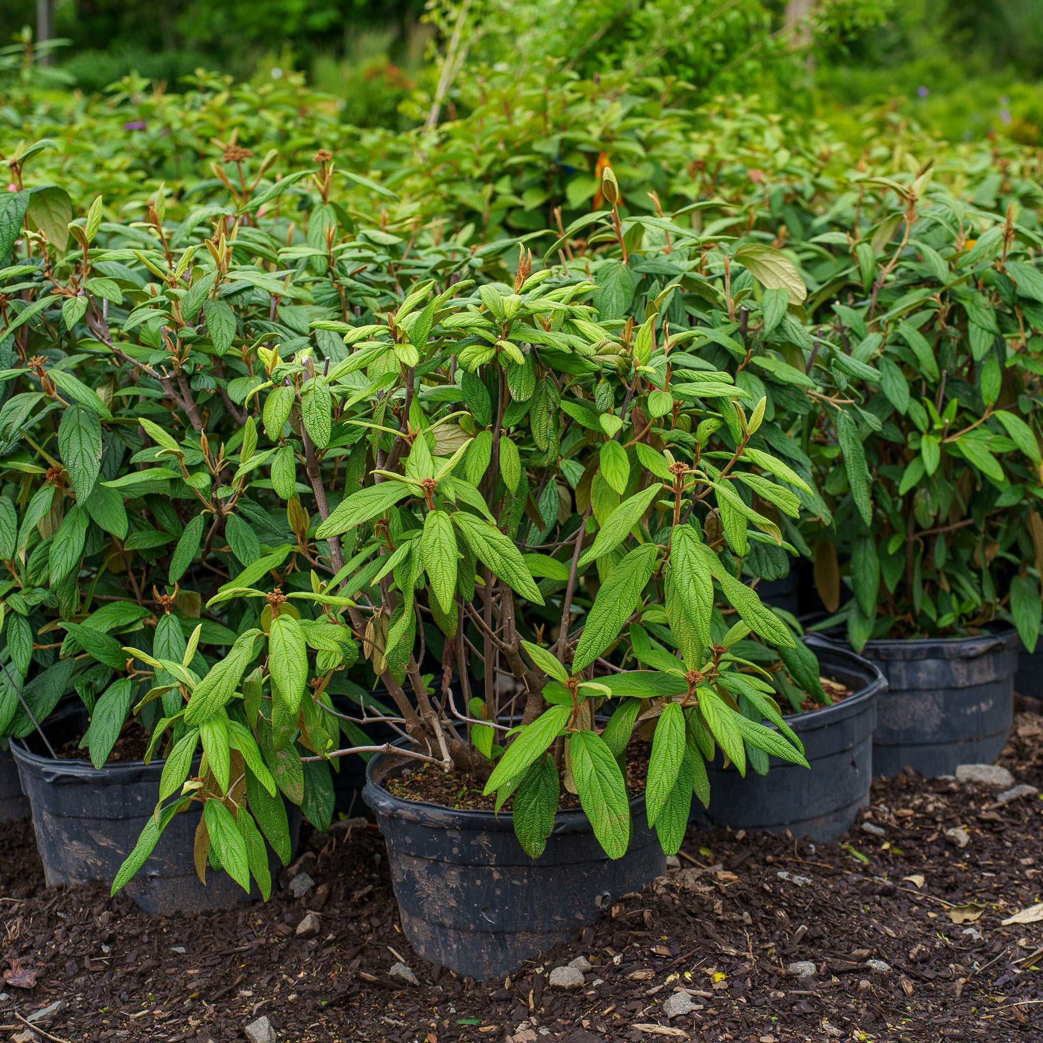 Products – Page 161 – Plant Detectives