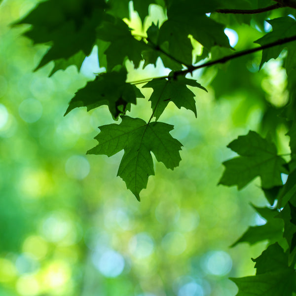 Legacy Sugar Maple - Maple - Shade Trees