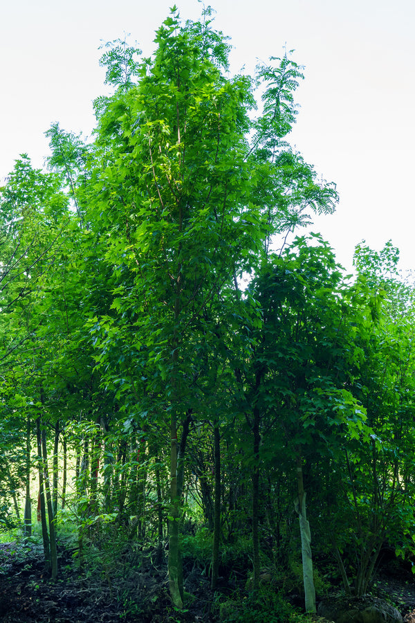 Legacy Sugar Maple - Maple - Shade Trees