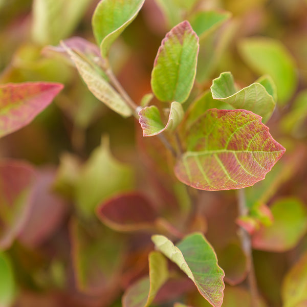 Legend of the Fall Fothergilla