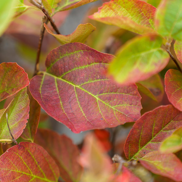 Legend of the Fall Fothergilla